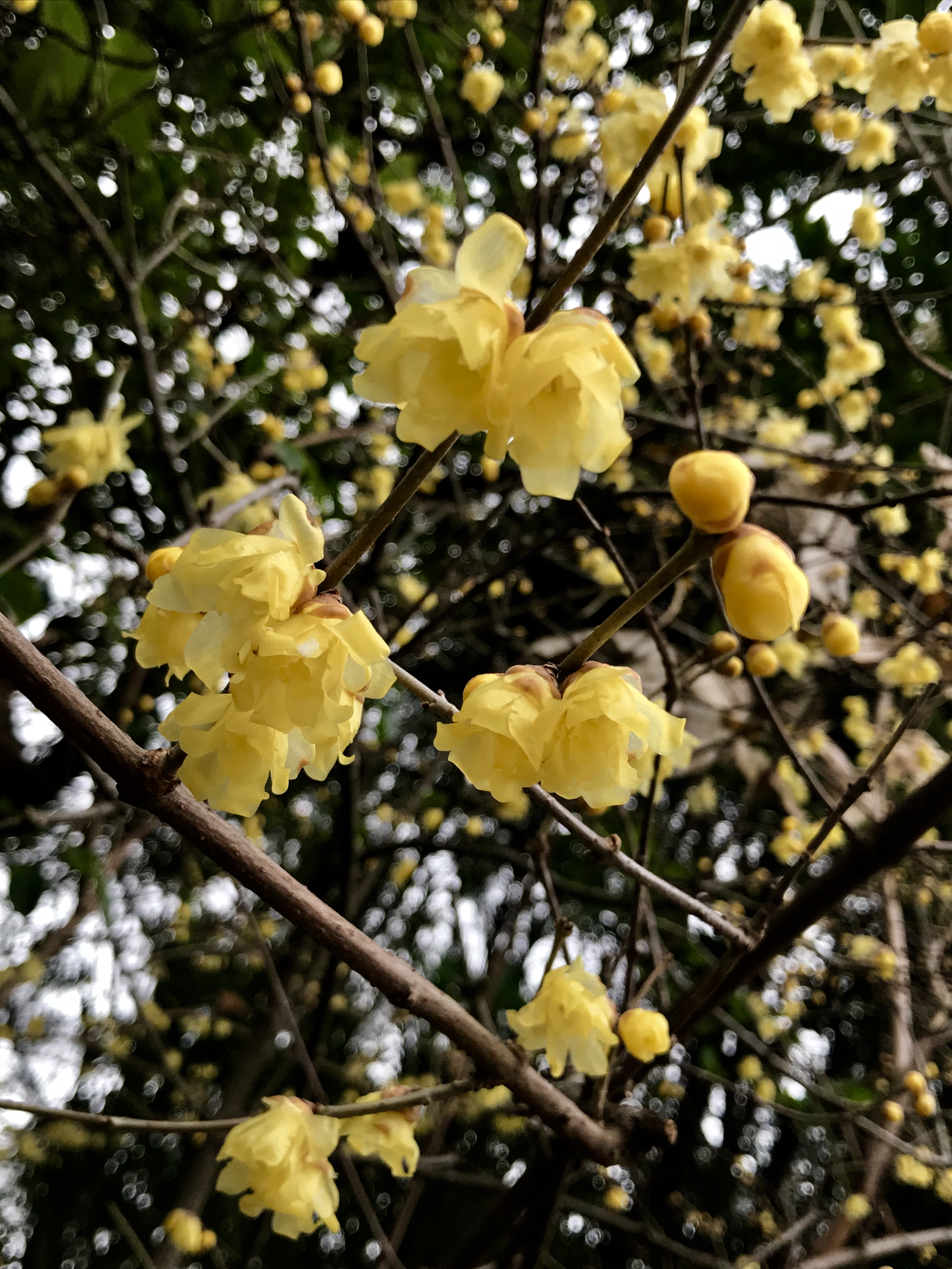 福岡大学 七隈花便り 125 ロウバイ 蝋梅 臘梅 Wintersweet 名前は花びらが蝋細工の ようで また臘月 ろうげつ 旧暦12月 に咲くため 黄色く香り高い花がやや下を向いて咲く 花の中心部が暗紫色でなく花全体が黄色のものはソシンロウバイ 素心蝋梅