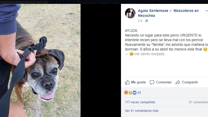 midwolfweb's tweet photo. @hernanlirio Hola Hernan, podes ayudarnos a dar a conocer este caso. Quieren matar a un perro porque se mudan y no tienen lugar. https://t.co/2d2xW5xplu https://t.co/TCeboRBTzK
