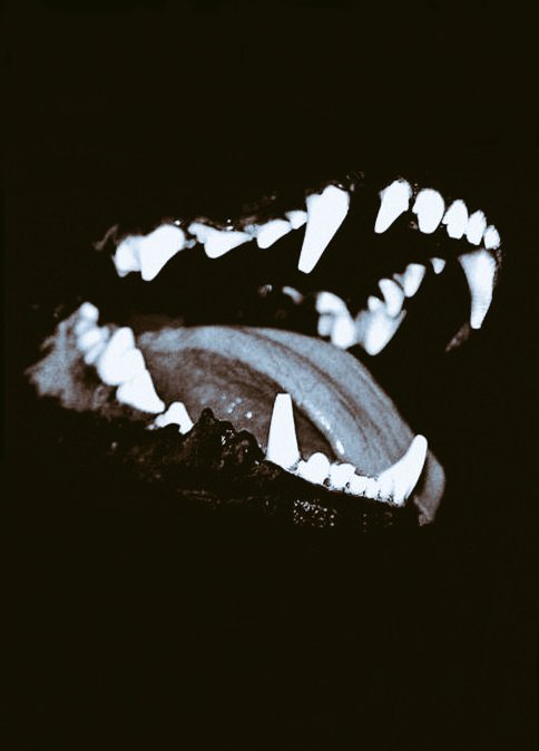 >>》 Growling, 
          biting, 
          feeding on your flesh. 
The devil himself told me to keep his home save 《<<

⊱ #OpenRP
  ⊱ Hellhound
     ⊱ Rude