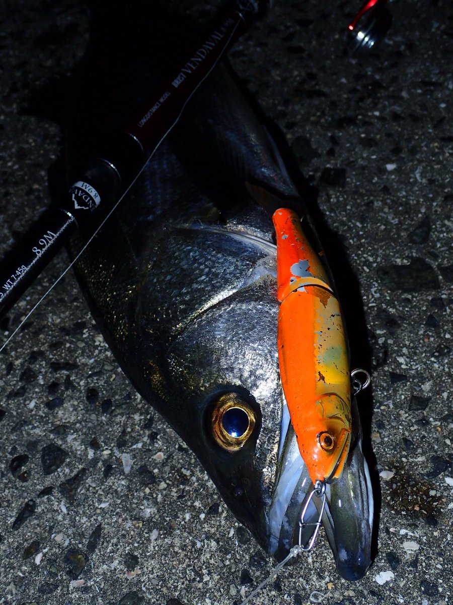 ほせお 山﨑純典 釣り垢 うーむ まだ抱卵しとるか 次はいつ釣りに出れるかしら に出れるかしら 広島 Fishman ベンダバールm Brist ベイトシーバス Gancraft ガンクラフト Fishoninstinct Luremagazine ルアー