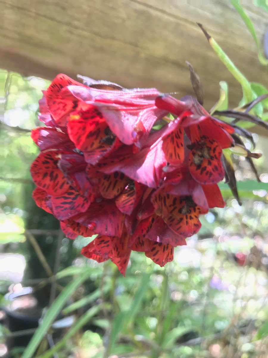 StephenGRyan's tweet photo. I thought I had planted the spotty orange #Bomaria multiflora! Obviously I have something different so can anyone put a name to this species https://t.co/SSRi40ADAe