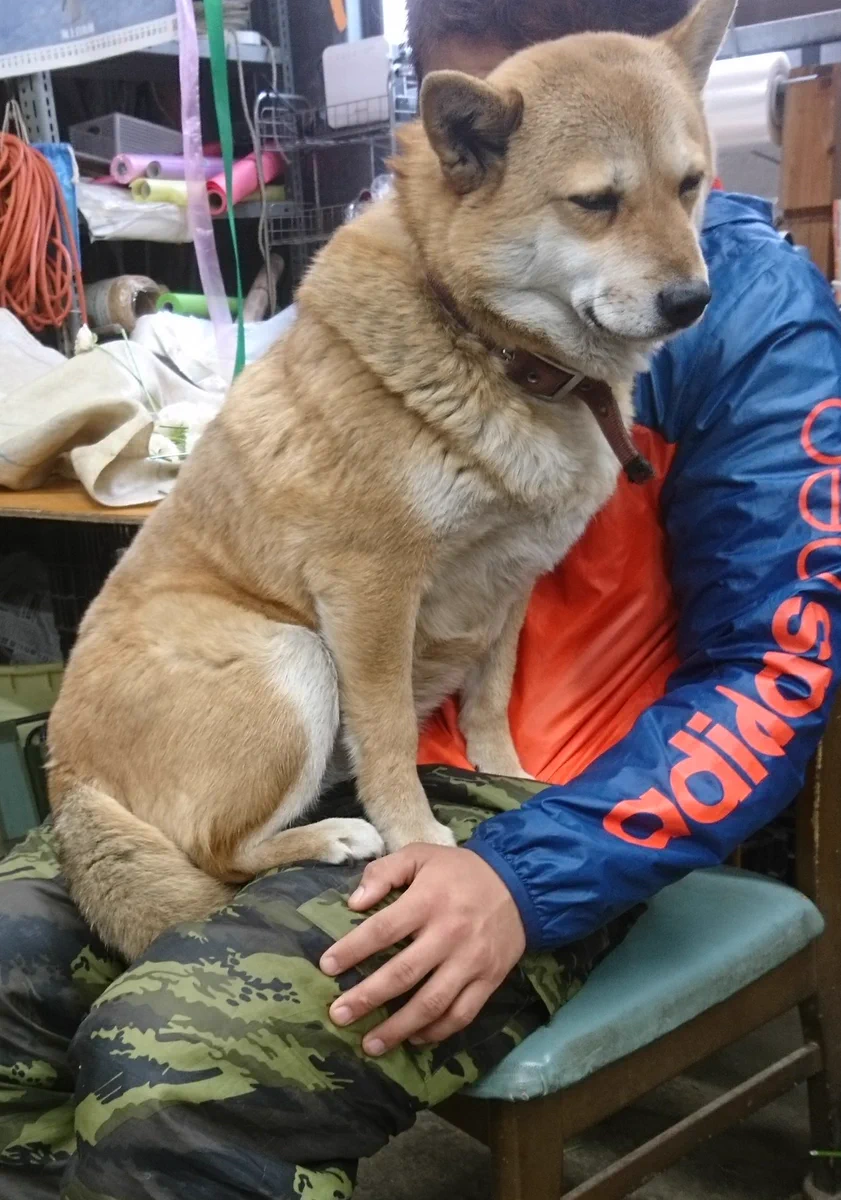 いや可愛過ぎかよww最終的に赤ちゃんみたいに抱っこされる犬が可愛すぎるw