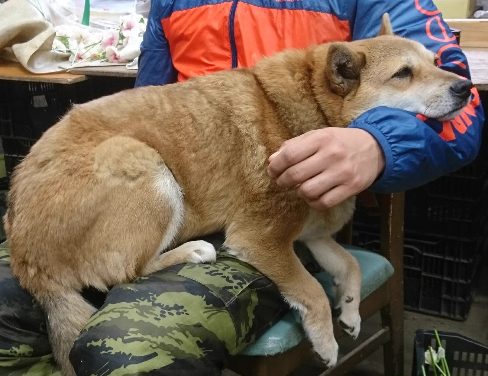 いや可愛過ぎかよww最終的に赤ちゃんみたいに抱っこされる犬が可愛すぎるw