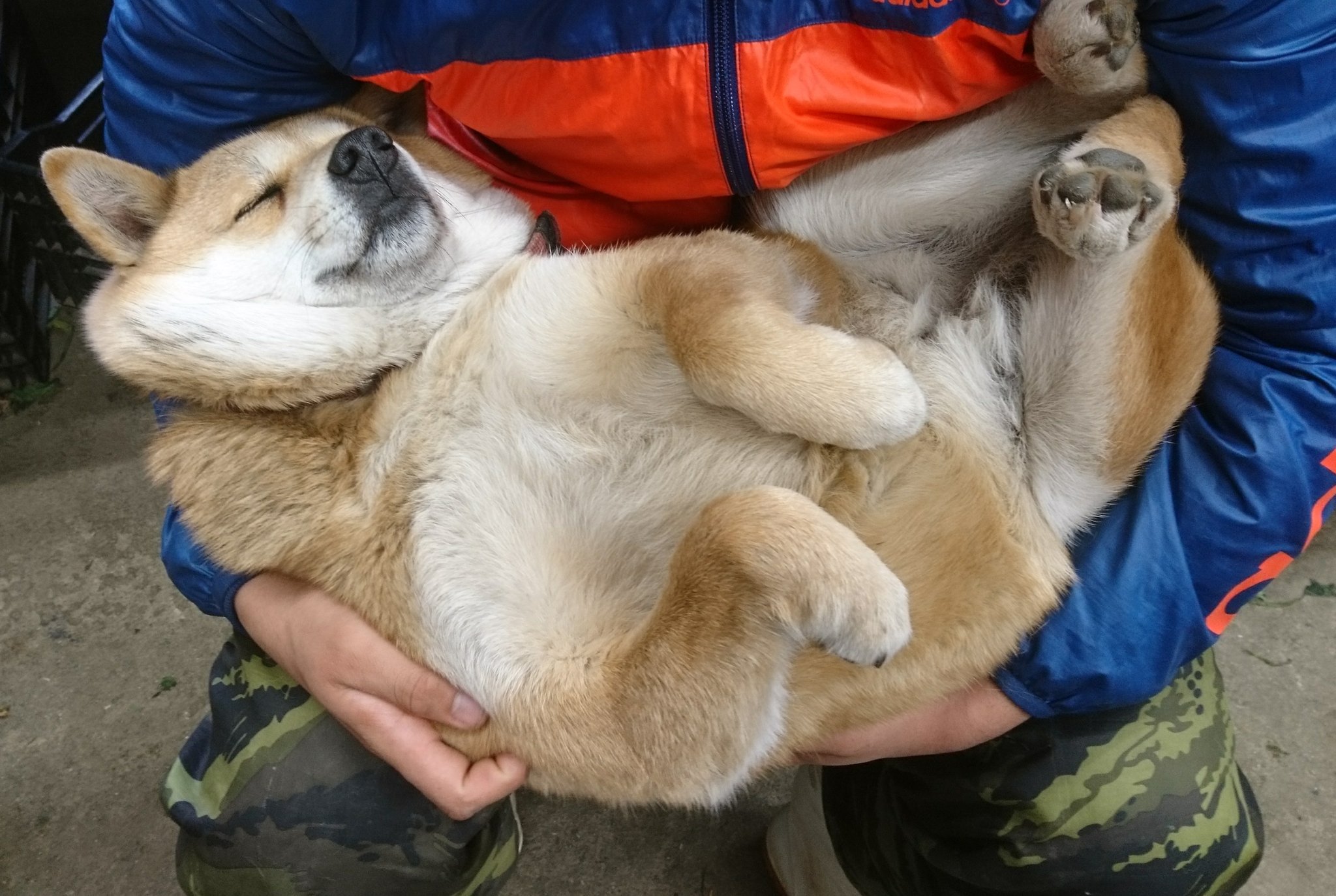 いや可愛過ぎかよ最終的に赤ちゃんみたいに抱っこされる犬が可愛すぎるw 話題の画像プラス