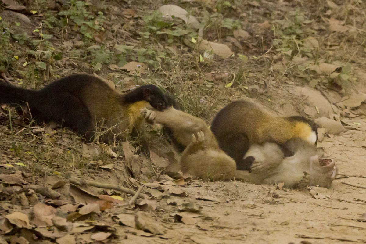 ট ইট র さいたま改２ インドでアカゲザルを捕食する キエリテン が撮影される T Co Nrtjxghec4 ジム コルベット国立公園でツアー客によって撮影された衝撃的光景 キエリテンの食性は雑食で 通常は小型哺乳類 鳥類 昆虫 果実などを食べるが