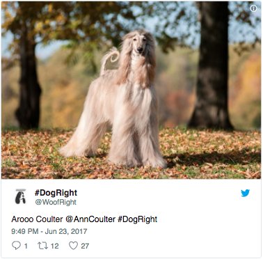 Molly Conger On Twitter This Afghan Hound And Ann Coulter Both