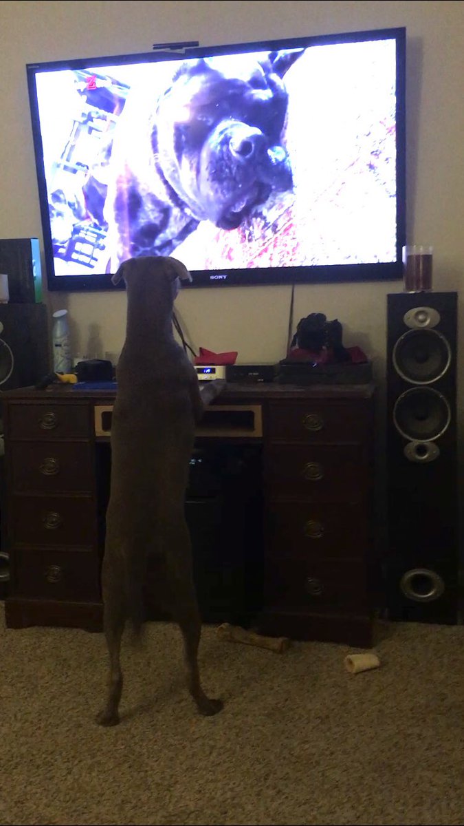 kennedyvanr's tweet photo. If a dog comes on TV... https://t.co/nctuKAlNl9