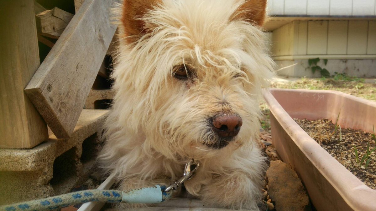 よこた ふみ 実家で飼っている犬が行方不明です 雑種で9才 オス 中型犬 長毛で青いニットを着ています 首輪に赤い狂犬病の注射票が付いています もし 見かけたら教えてください 拡散希望rtお願いします 茨城 下妻 よこた ふみ 実家で飼っている犬が行方不明です 雑種で9才 オス 中型犬 長毛で青いニットを着ています 首輪に赤い狂犬病の注射票が付いています もし 見かけたら教えてください 拡散希望rtお願いします 茨城 下妻