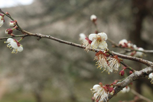 VNEvisaOrg's tweet image. ☁MOC CHAU: LOST IN #PARADISE OF WHITE #APRICOT FLOWERS🌸🌸

These days, Moc Chau Plateau in the northern province of Son La attracts travellers to not only endless tea hills and white mustard flower fields but also white apricot flowers.
#vietnam #mocchau  #whiteapricotflower