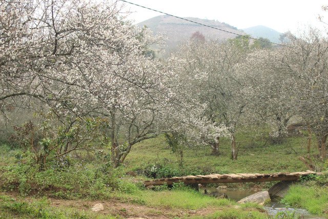VNEvisaOrg's tweet image. ☁MOC CHAU: LOST IN #PARADISE OF WHITE #APRICOT FLOWERS🌸🌸

These days, Moc Chau Plateau in the northern province of Son La attracts travellers to not only endless tea hills and white mustard flower fields but also white apricot flowers.
#vietnam #mocchau  #whiteapricotflower
