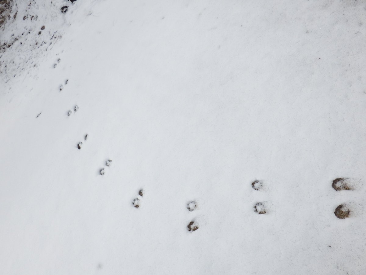 龍谷大学農学部 牧農場アニマルトラッキングです 何の動物でしょう 足の形 大きさ 歩き方などで推測しますが今回はムズカしい 左右の足が横並びテンかイタチ 前足跡 が長いノウサギ カラスはわかりやすい その他は 目撃情報としてはタヌキ キツネ