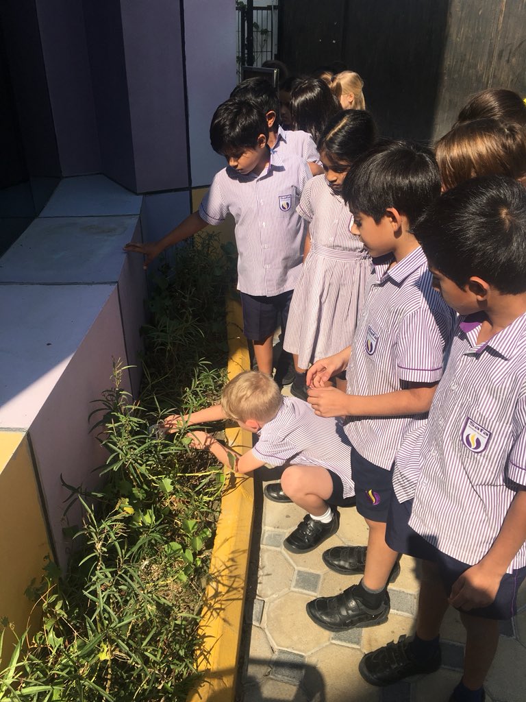Year3_SBS's tweet photo. Year 3 carrying out a Scientific experiment, investigating the best conditions for a plant to grow. How much will each plant grow in the different locations around the school? #sbsscience #sbssteam π±πΏππΎπ·πΊπΌβοΈπ¦π¬ https://t.co/Nc71FdKysq
