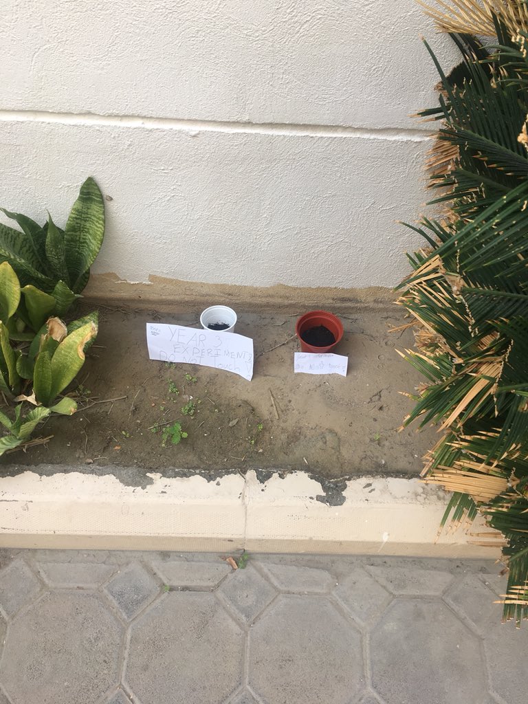 Year3_SBS's tweet photo. Year 3 carrying out a Scientific experiment, investigating the best conditions for a plant to grow. How much will each plant grow in the different locations around the school? #sbsscience #sbssteam π±πΏππΎπ·πΊπΌβοΈπ¦π¬ https://t.co/Nc71FdKysq