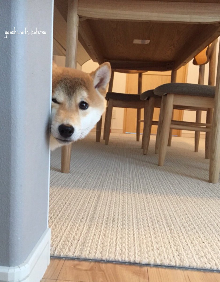 柴犬こてつ君 犬歯の乳歯が抜けた瞬間 何故か飼い主不信に陥り壁に隠れるこてつ 疑いの目 うちら何もしてないよ 戌年こてつわっしょい