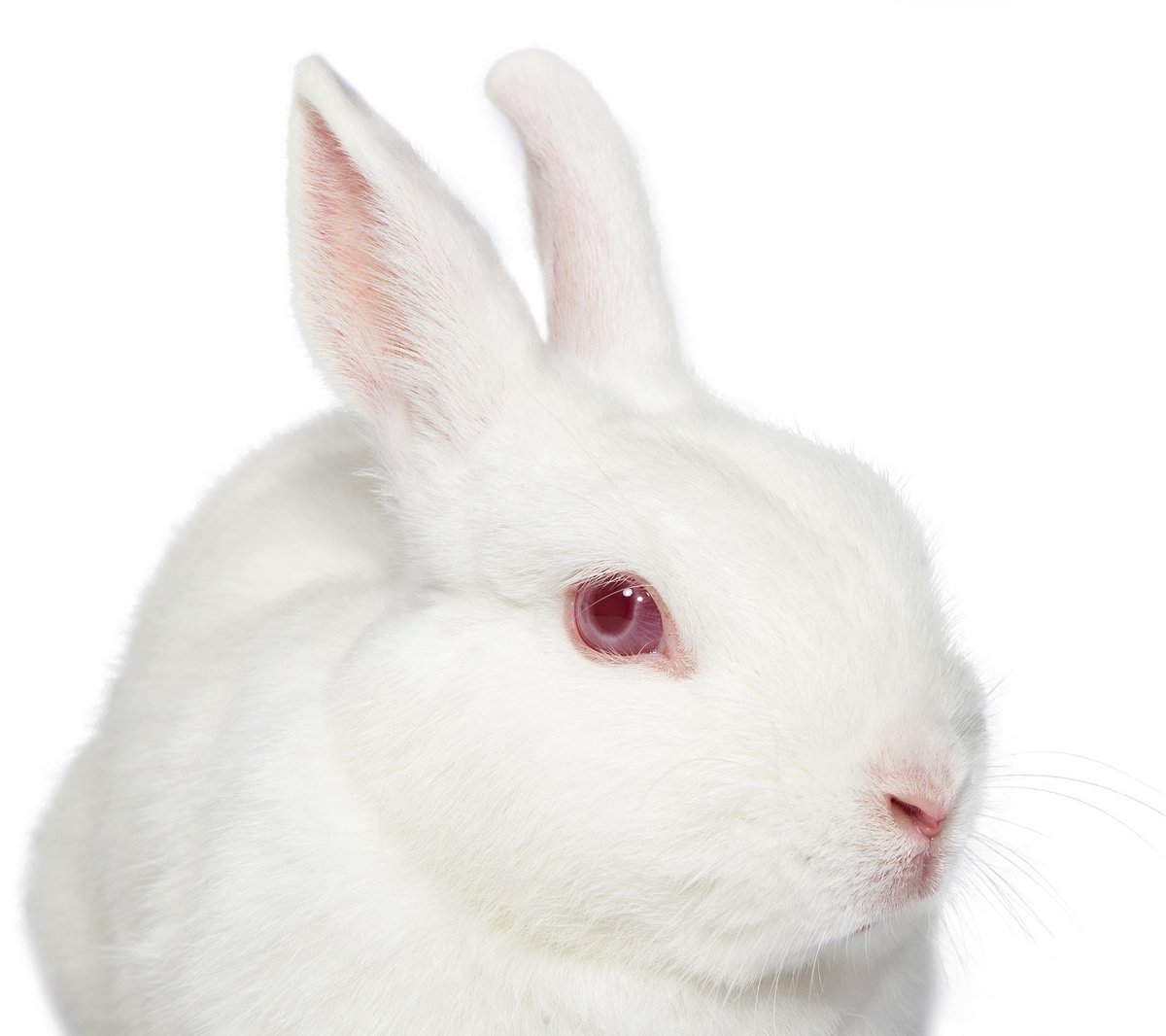 Sydneydogsncats's tweet photo. You'd better shape up...cause Olivia Bunton John needs a fam. She's the one that you want. 🐇💖😎🐰
#AdoptOliviaBuntonJohn
#theoneiwant
#oohoohoohhoney
#adoptdontshop
#sydneydogsandcatshome https://t.co/DE1OgIBgN7