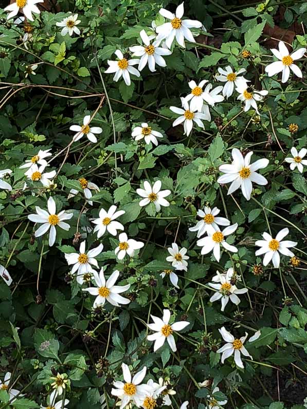 Bidens toujours fleuri à la mi janvier dans #Paris 
pariscotejardin.fr/2018/01/bidens…