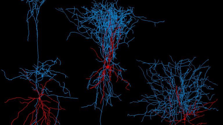 The Heart Sutra and the Neuroscientist: 

The neurosurgeon and the Buddhist practitioner are both intimate with the reality that between the atoms of the electrochemical dance of the brain lies an emptiness of anything at all which is solid and unchangea… bit.ly/2Dgl159
