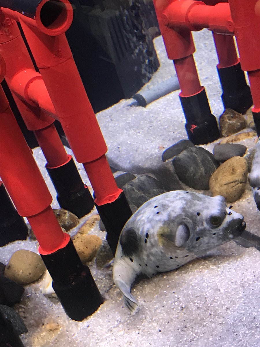 おまる丸 V Twitter こたつ水族館行ってきました こたつと言うから水槽の中にこたつを模したものかわ入ってるのかと思いきやこれは 笑 いぬ ふぐ もいました おまる丸 V Twitter こたつ水族館行ってきました こたつと言うから水槽の中にこたつを模したものかわ入ってるのかと思いきやこれは 笑 いぬ ふぐ もいました