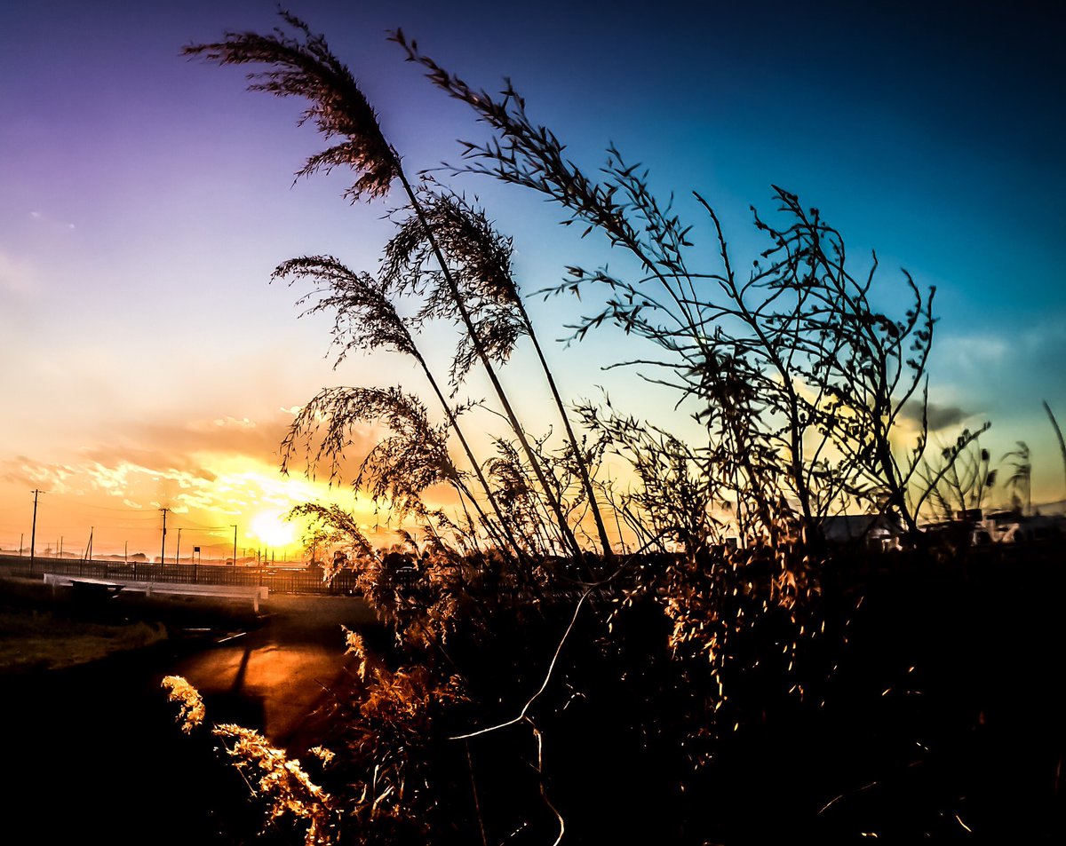 あいどろっぷす Twitter પર Photography Photo ふぉと ファインダー越しの私の世界 Iphone越しの私の世界 写真好きな人と繋がりたい 夕日 夕陽 夕焼け 夕暮れ 空 花 Flower シルエット 影 Iphone T Co Ojvfnrhxfs