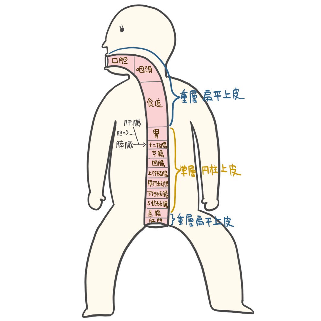 Twitter पर ゴロ 解剖生理イラスト イラストで分かる 消化管 消化管を覚えるのに苦労している人は 一本の管にして覚えると記憶に定着しやすい