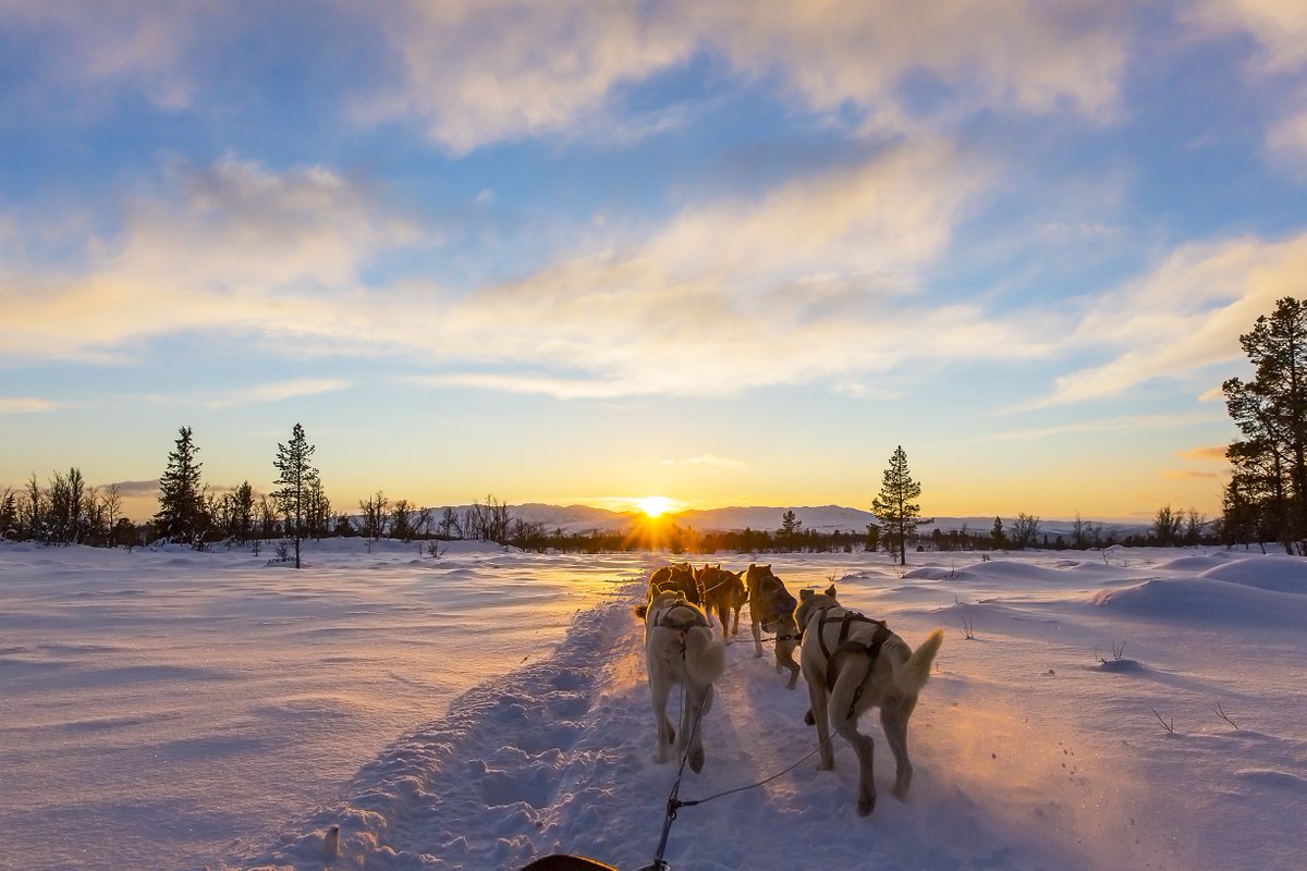 This winter couldn't be more perfect for a dog-sledding tour in the Norwegian wilderness! Check the adventure out here: outtt.io/huskydogtours 🐶❄️