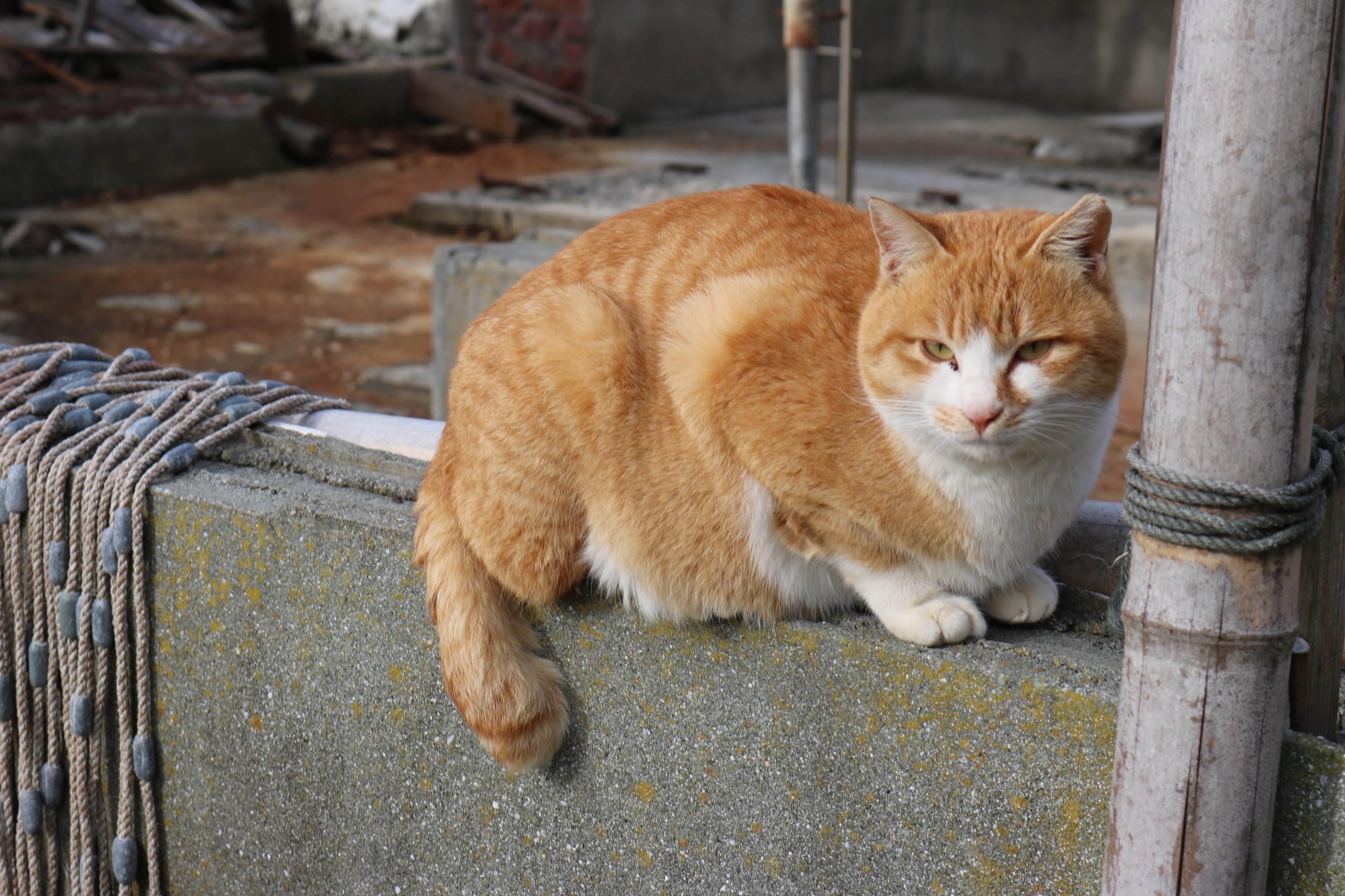 猫の島 青島 青島は茶ネコの割合が高い ４割の猫が茶色猫です 茶ネコ 茶トラ猫 茶白猫 T Co Dkit5k2htk Twitter