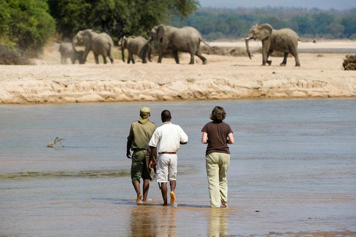 Experiencing the African bush on foot is a rare privilege. With so many different habitats to explore, no two outings will ever be the same, but we guarantee that you will remember every one.

bit.ly/2Dgo39z
#safari #travel #zambia