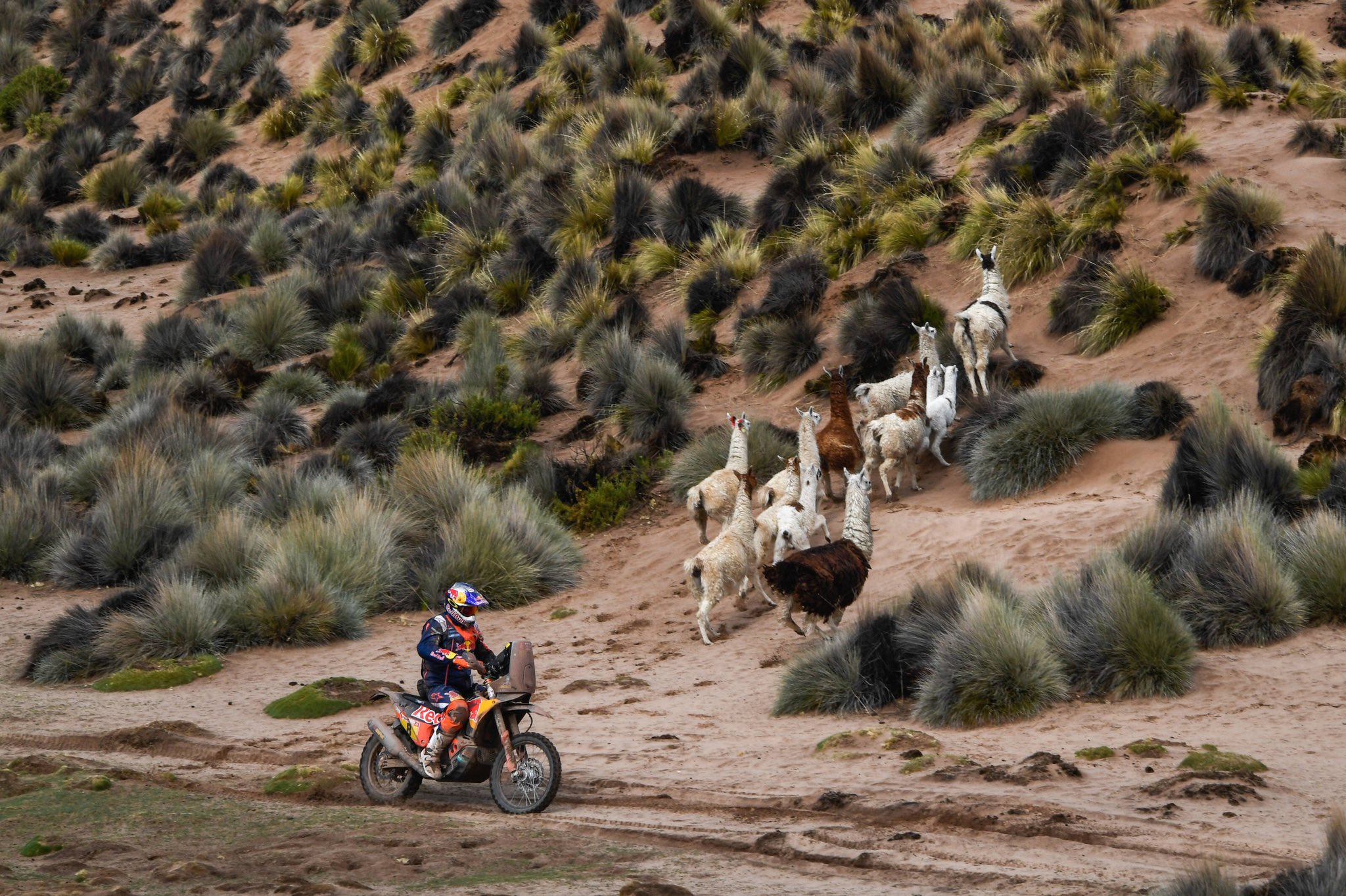 Re: DAKAR 2018, la carrera mas larga del mundo....