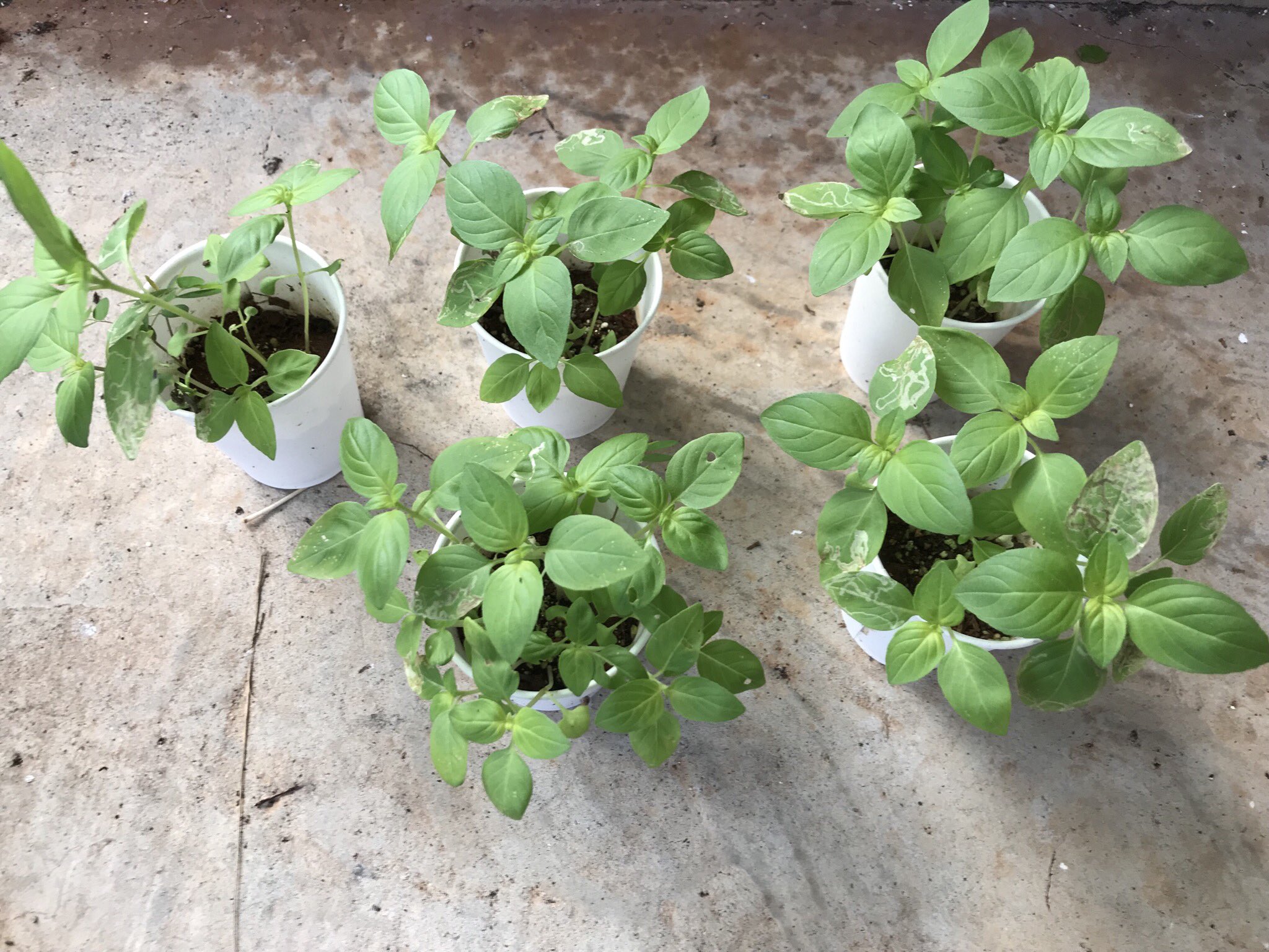 ミッチー ドリンク用バジルシードの実験から1ヶ月半経過しました 今現在こんな感じになってます 1割ぐらいは発芽したっぽいです 春頃やったらもっと発芽する可能性はあるかも 発芽率が1割でも普通に種買うより全然お得 余ったのはもちろんドリンク