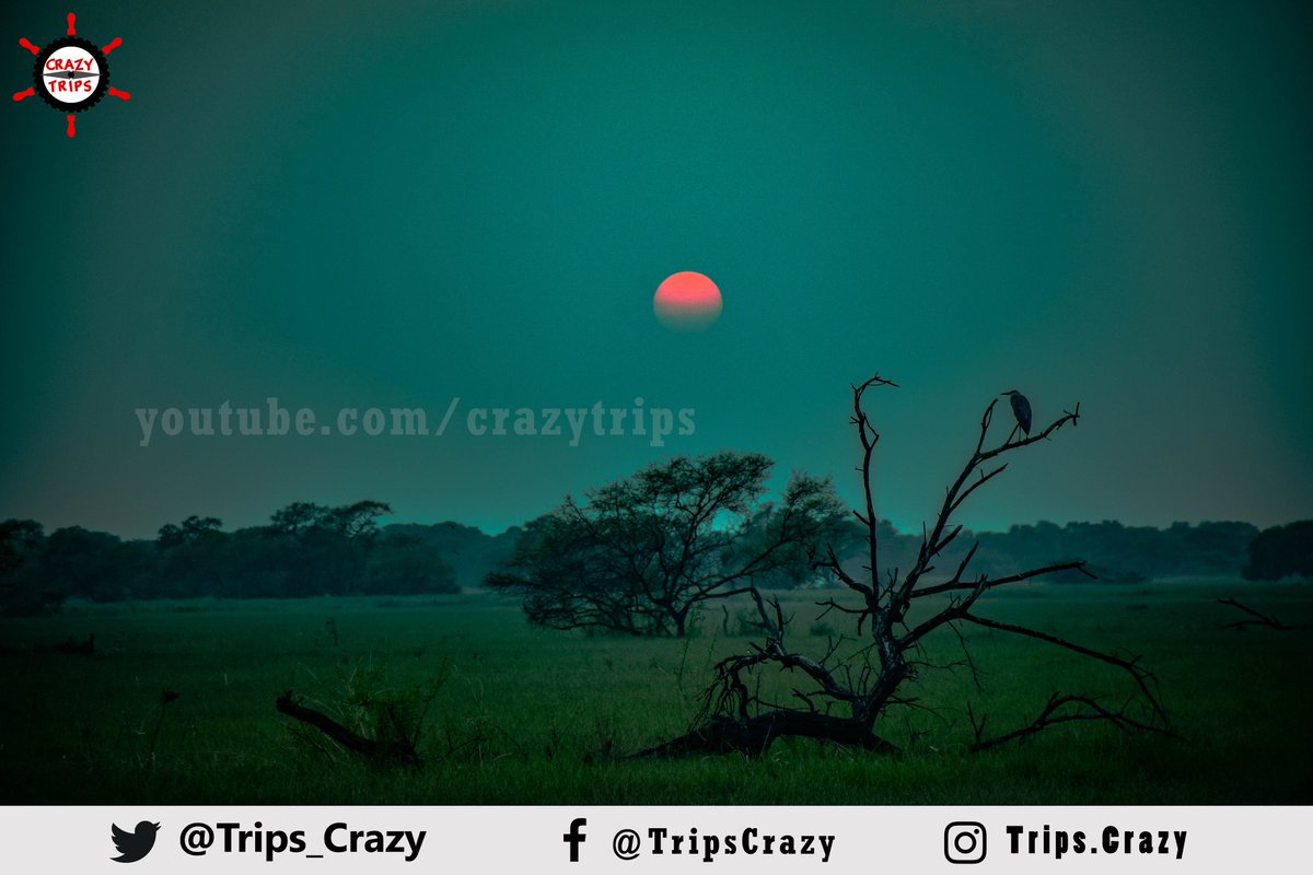 #Sunset at #bharatpur #birdsanctuary #Crazytrips 
#mustvisitplaces #keoladevnationalpark #Bharatpur #Rajasthan #Sunset #migratorybirds #naturephotography #birdphotography #ShotonNikon #D5500 shot by @ashish_324 @my_rajasthan @NikonIndia