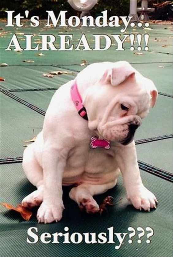 fifa18coinsale's tweet photo. It's Monday already! 
#Monday #funny https://t.co/a7W7HPptG9