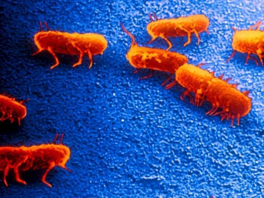 La #salmonelle, 1e cause de décès et 2e cause d'hospitalisation par infection #alimentaire #hcsmeufr #santé  scoop.it/t/mypharmag/p/…