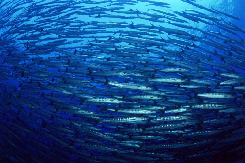 Pesca y Acuicultura tweet media