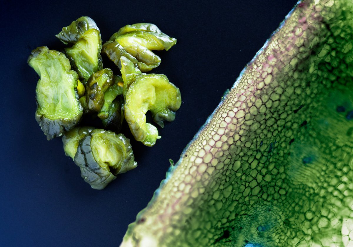 Inner secrets of a crunchy cucumber! Sådan ser #agurk til #tsukemono ud i mikroskopet. Gastrofysiker <a href="/MathiasPClausen/">Mathias P. Clausen</a> og fotograf Jonas Drotner Mouritsens vinderbillede fra en fotokonkurrence for forskere. #dkforsk #smagforlivet #japanese #grøntsager #microscope #dkvid