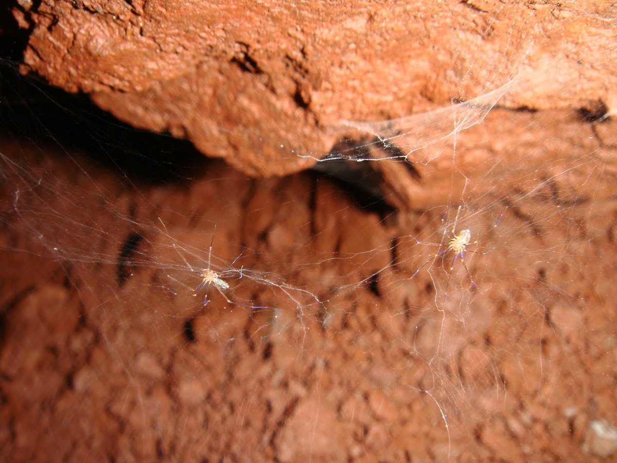 さいたま改２ 学名の由来 1 Ochyrocera Varys 氷と炎の歌の登場人物 ヴァリス 2 Ochyrocera Atlachnacha クトゥルフ神話の蜘蛛神 アトラク ナクア 3 Ochyrocera Laracna ロード オブ ザ リングに登場する怪物 シェロブ 4 Ochyrocera