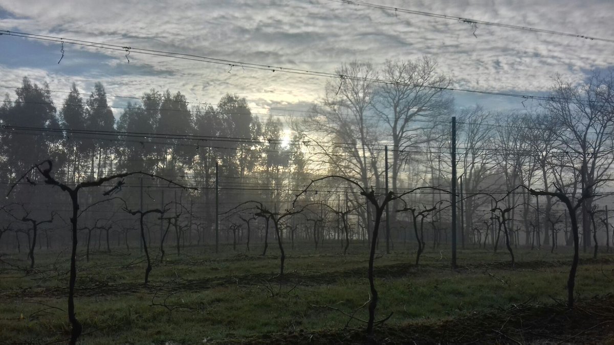 Amaneciendo en nuestros #viñedos. #Calma después de la #tormenta