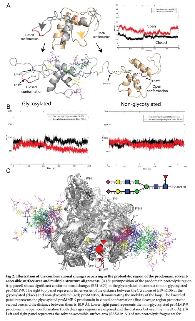 CzerwinsMarcin's tweet photo. Molecular dynamics simulation suggests that Asn38 #glycosylation in human matrix metalloproteinase proMMP-9 induces conformational changes facilitating processing @Kumars81 https://t.co/hh0cGmpkAg https://t.co/yo3tRa1x7N