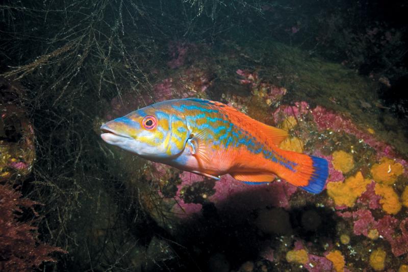 DrSteveSimpson's tweet photo. Seeking new PhD student to start ASAP on a fully-funded project in collaboration with Natural England, studying ecology and growing fishery for wrasse in South England. Project involves diving, field experiments and monitoring fisheries. DEADLINE 26 JAN: https://t.co/IzatBQLrno https://t.co/oiX3yaLvuc