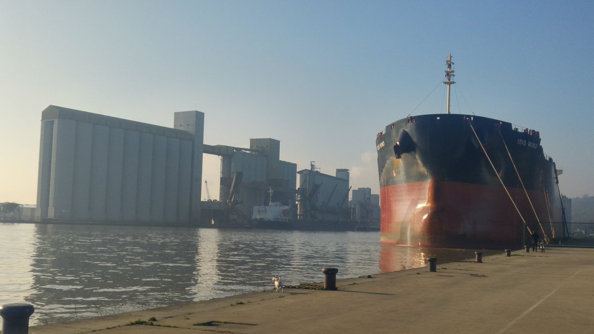 Balade dominicale sur le port de Rouen devant les silos <a href="/_Senalia/">SÉNALIA</a> . Chargement en cours et chargement en attente pour IBIS WIND. @Haropaports  #grains  #loading   #ble  #orge