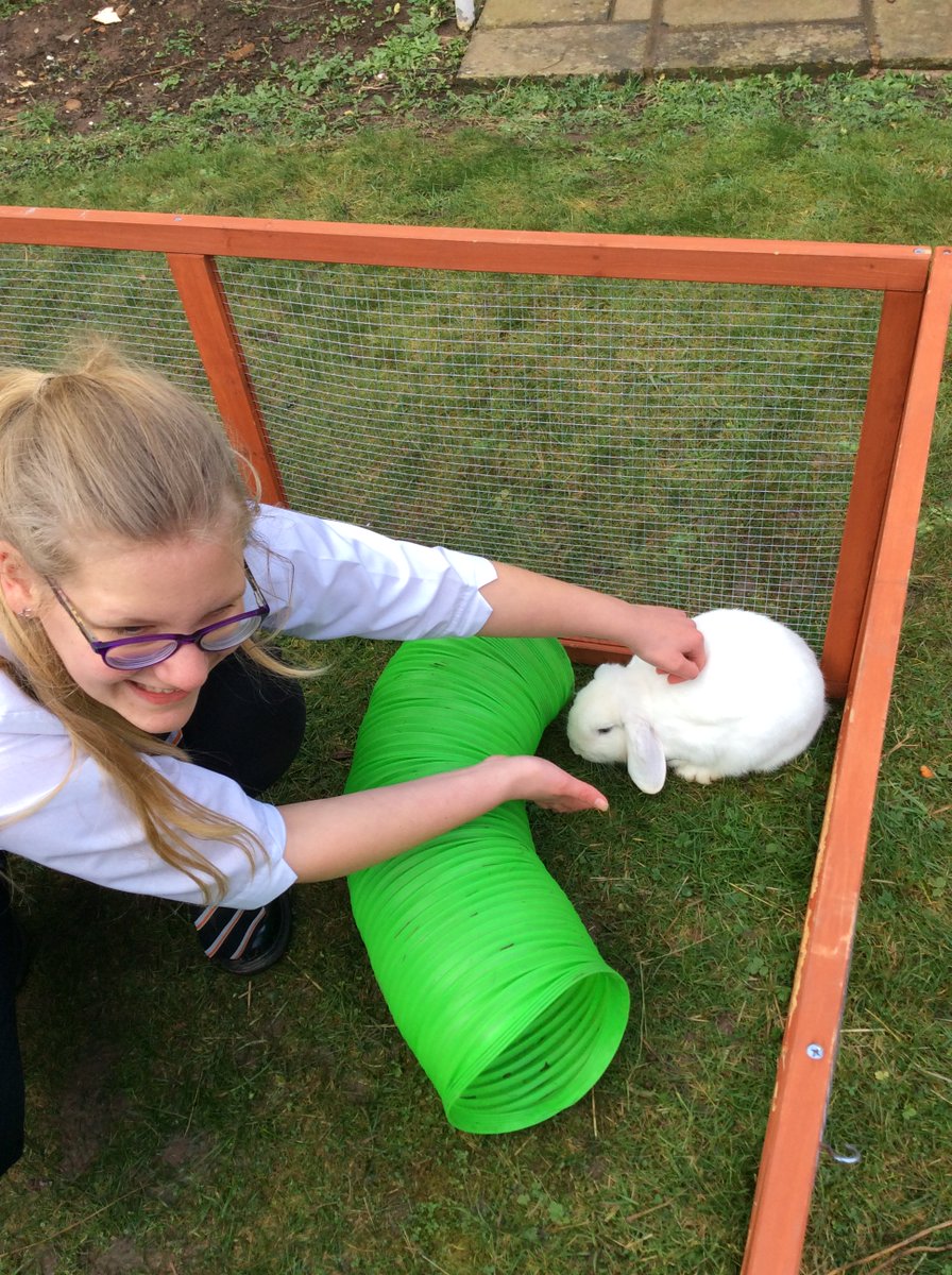 newcollworc's tweet photo. Here are Cocoa and Frosty the School Rabbits! How cute? #rabbitcam @PetsatHome https://t.co/9K9bEB00WX