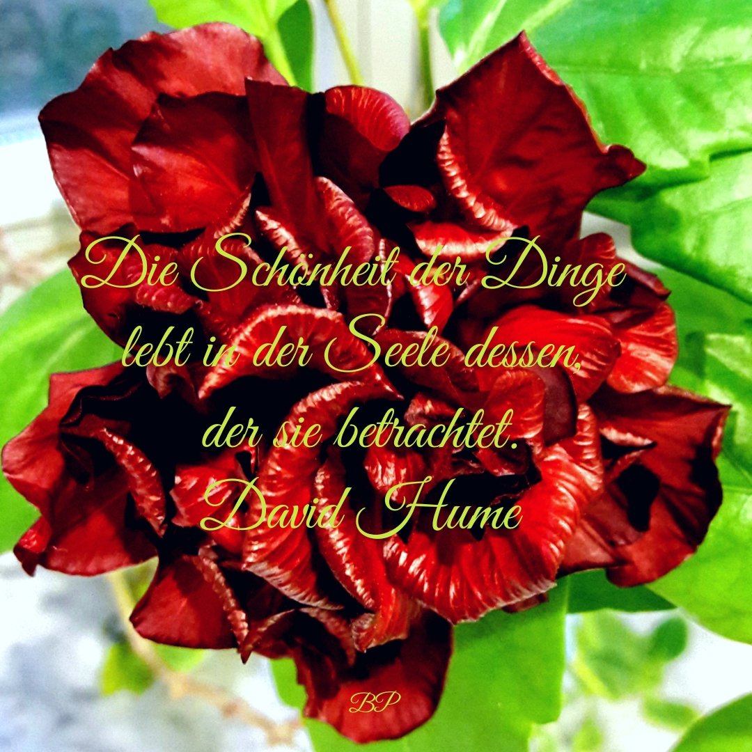 BeatePflug's tweet photo. *The beauty of things lives in the soul of those who look at them. D.Hume* #schauindenSpiegel #lookattheMirror https://t.co/HNd2ICa5ao