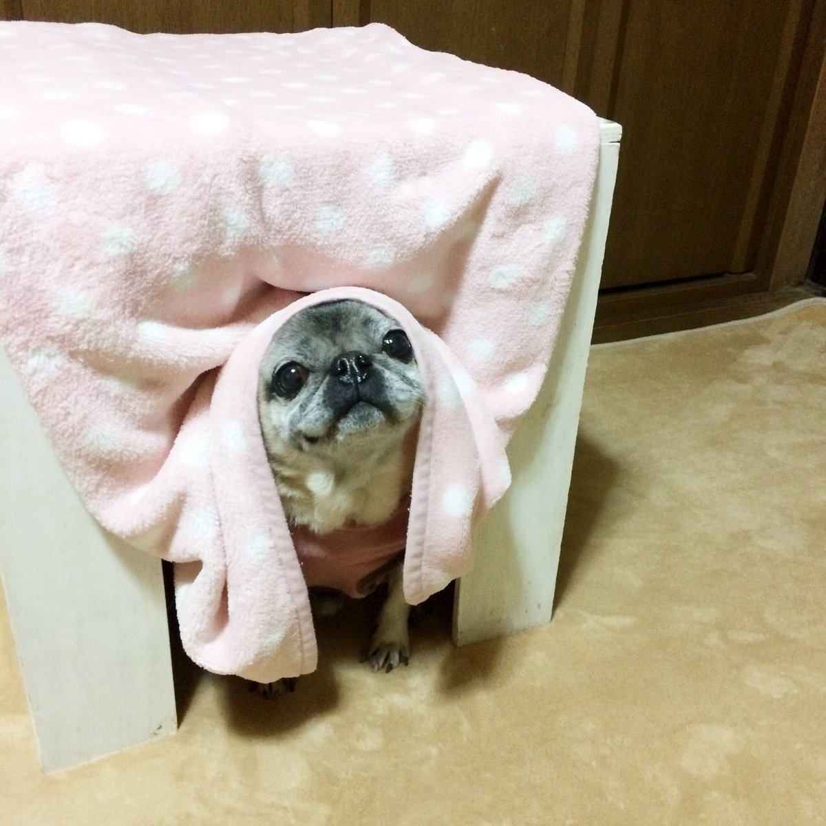 出てきたけど、またひっこむところ