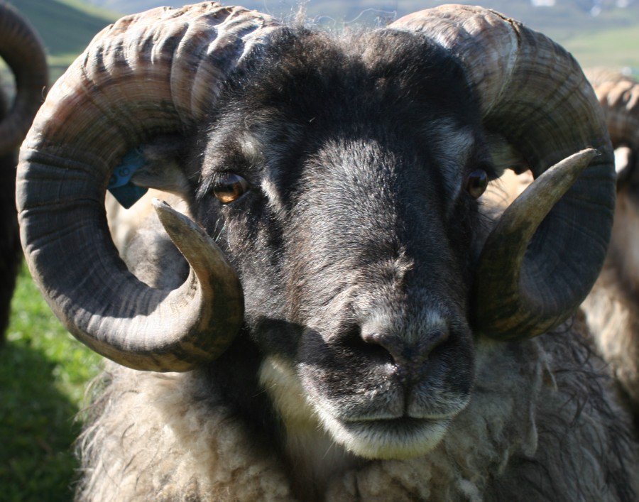 Forystufólk Bændasamtaka Íslands heldur til fundar við bændur nú í upphafi árs. Einn slíkur verður haldinn í Félagsheimilinu á Blönduósi í hádeginu, miðvikudaginn 17. janúar, og hefst hann klukkan 12:00.