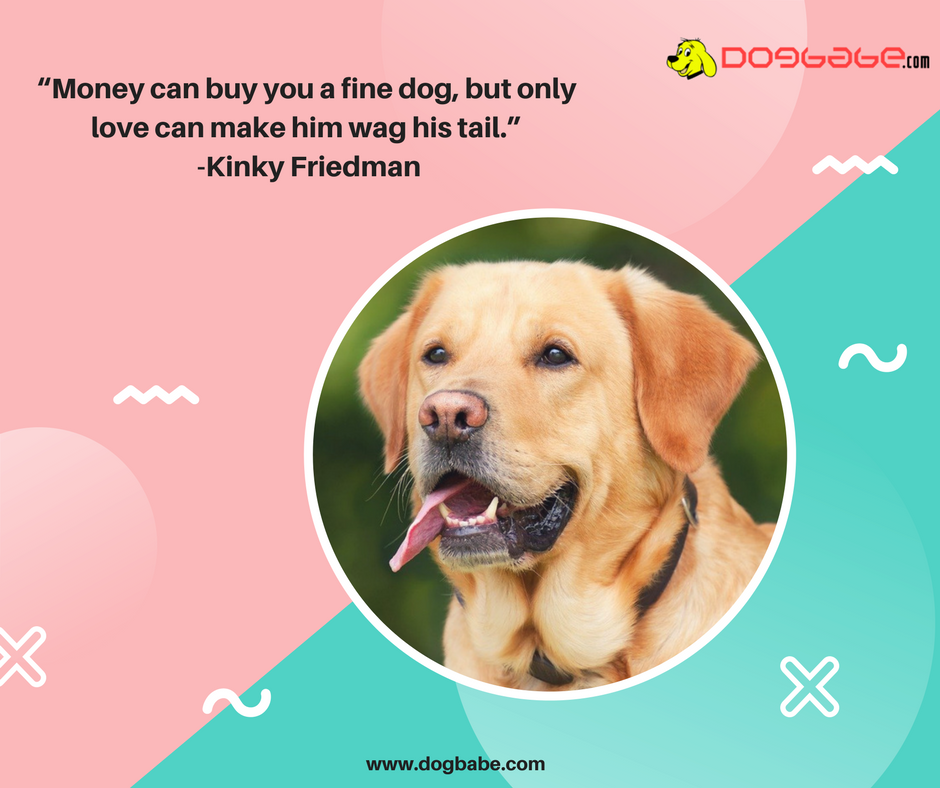 lovedogbabe's tweet photo. Because your dogs only understand the language of Love.
#dogs #dog #doglover #doggy #LoveYourDogs #pet #puppy #pup #animals #ilovemydog #lovepuppies #adorable #hound #dogsitting #pets #motivationalquotes #motivational #MondayTips https://t.co/vFagdRFR2i