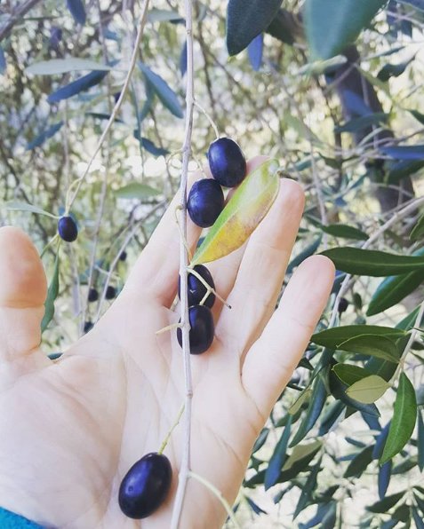 Un patrimonio ligure da custodire: l'oliva taggiasca <3  #olivetaggiasche #olioevo cc @TurismoLiguria