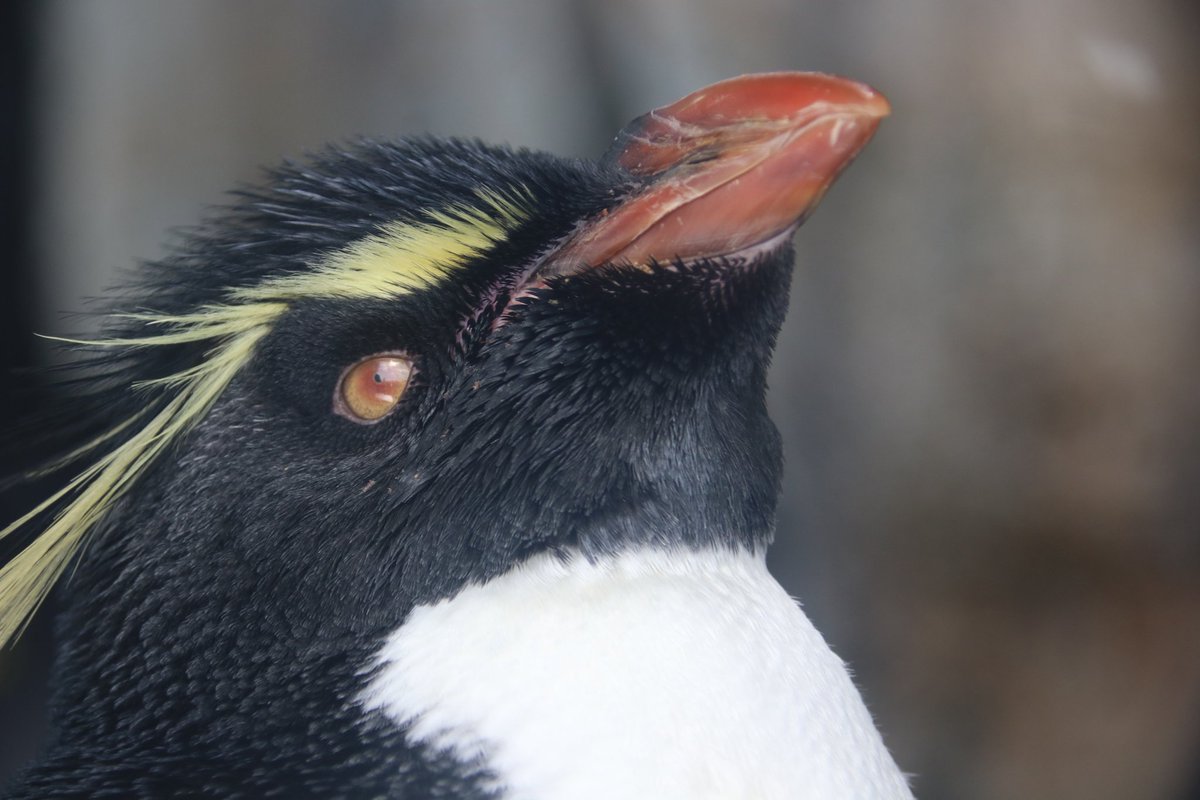 シュウ على تويتر いつかはスーパーハードのcmに出たいな イワトビペンギン 仙台うみの杜水族館 ミナミ イワトビペンギン