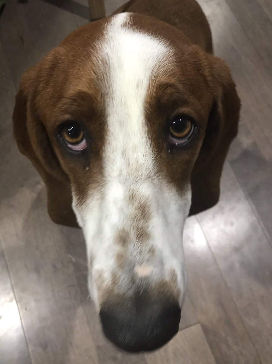 jcraigMEI's tweet photo. This is Fred. This was Fred’s bed. Fred’s bed is dead. https://t.co/7HHy9l4sJA