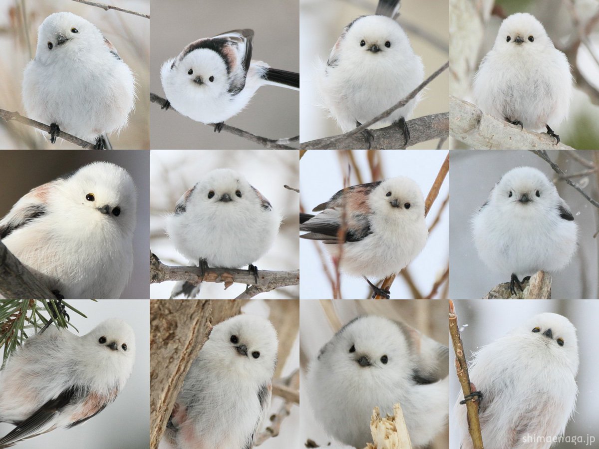 悶絶注意 北海道に生息する小鳥 シマエナガの正面顔が可愛すぎる Togetter
