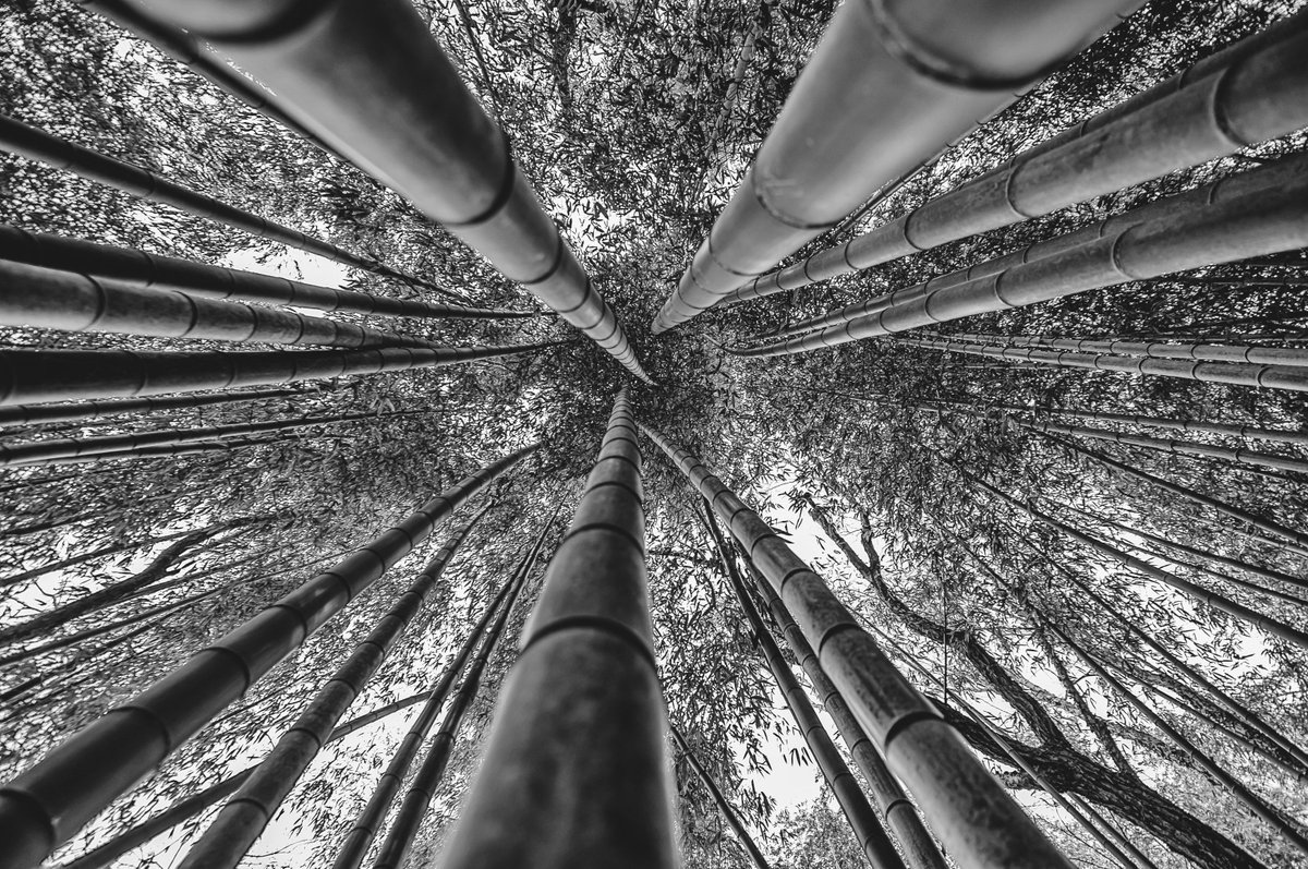 Bitter Line
#blackandwhite #bamboo #ThePhotoHour #binded