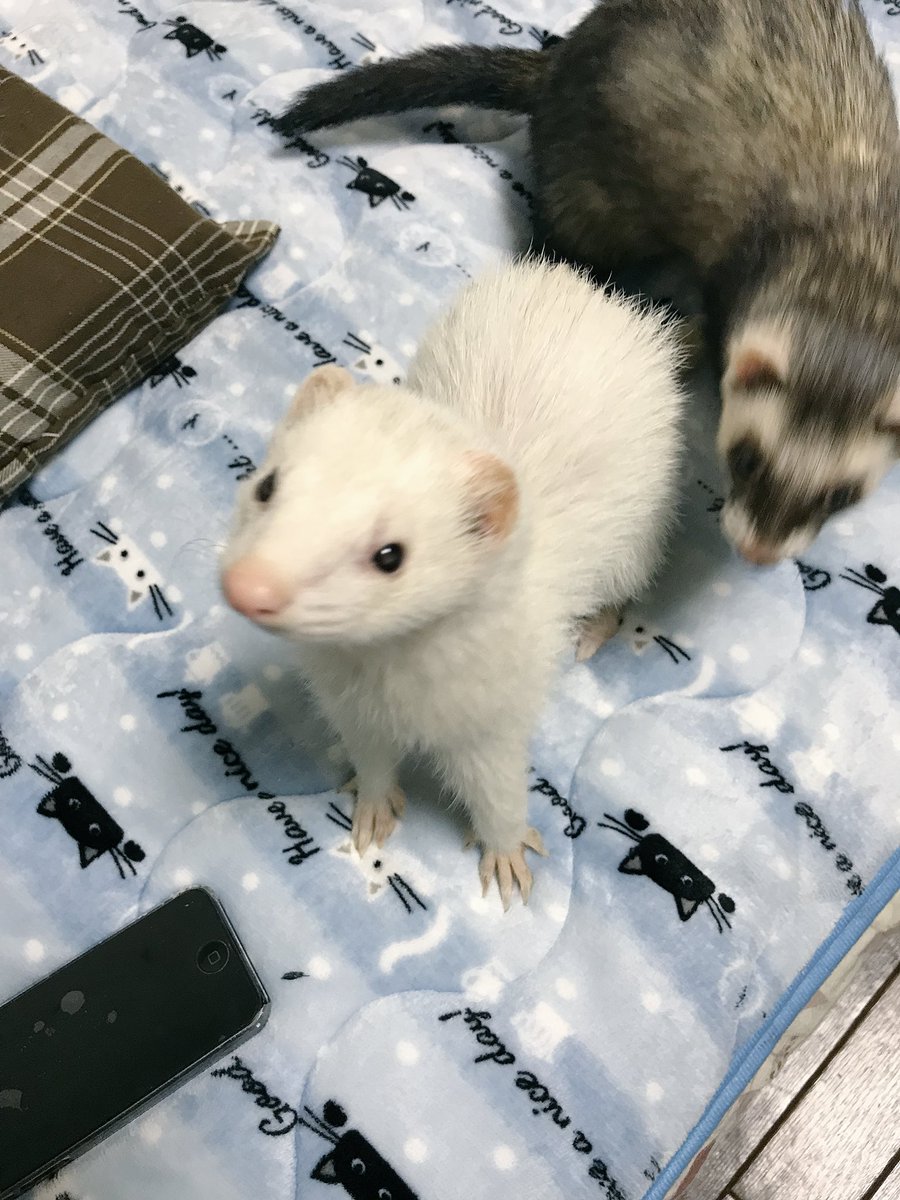 うちのフェレットが一番白い Twitter Search